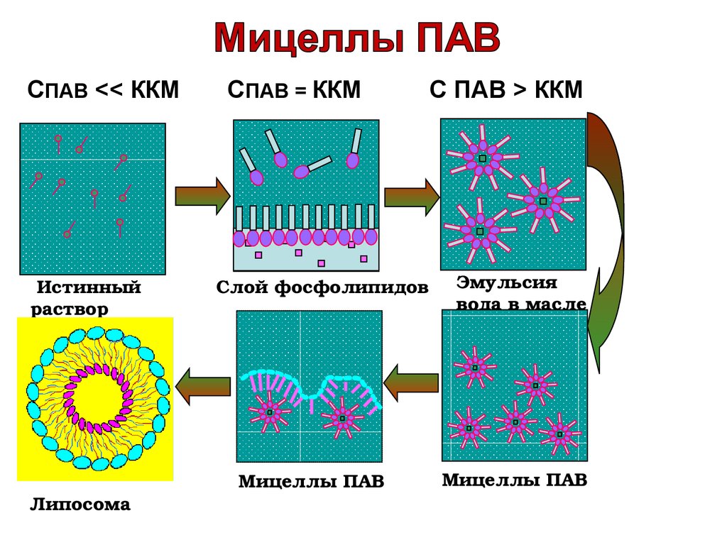 Пав звуки. Мицелла пав. Структура мицеллы пав. Схематическое строение мицелл пав. Мицеллообразование строение мицелл.