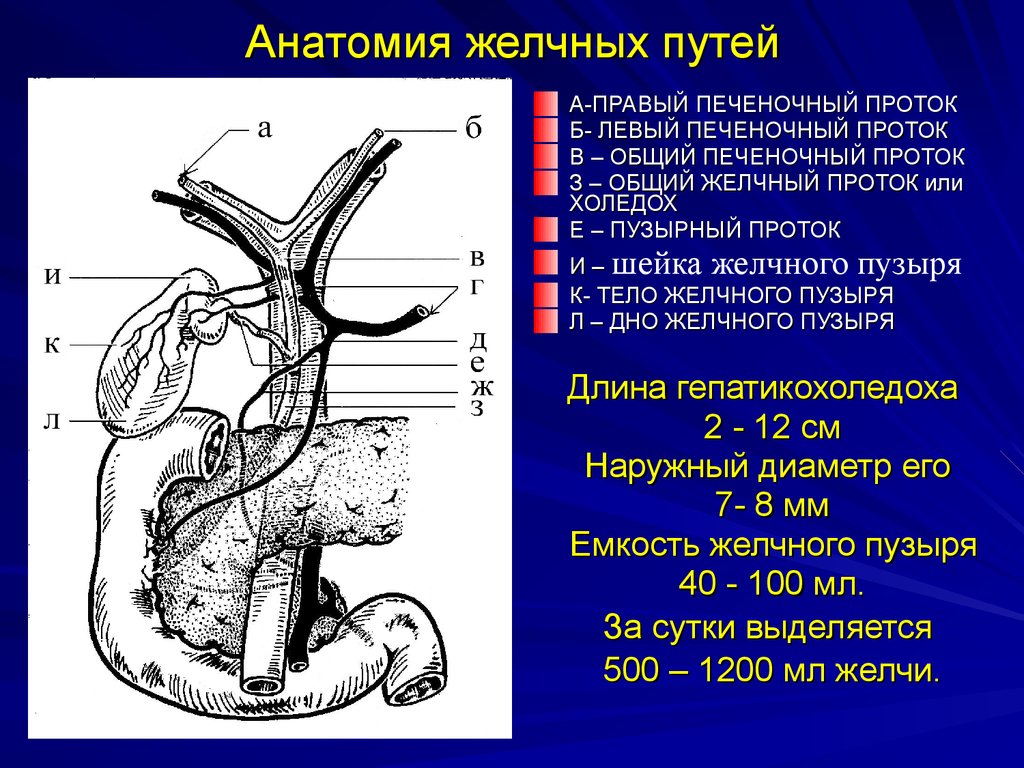 Внепеченочные желчные пути. Внутрипеченочные желчные протоки анатомия. 1.Анатомия внепеченочных желчных протоков.. Диаметр общего желчного протока в норме. Диаметр протока желчного пузыря.