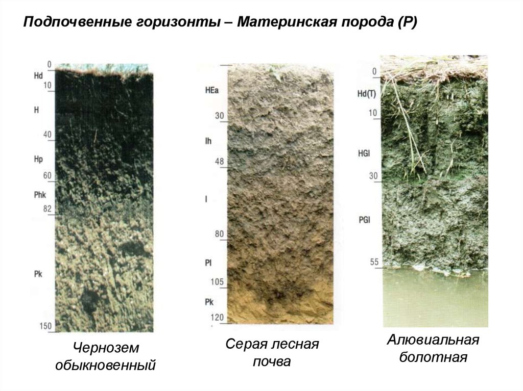 Материнская порода какой горизонт. Материнская порода почвы. Глубина материнской породы. Серые Лесные почвы. Материнская Горная порода.