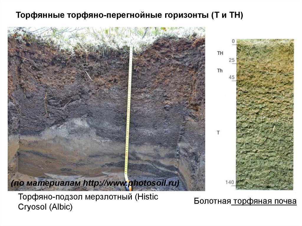 Торфяно болотные почвы фото