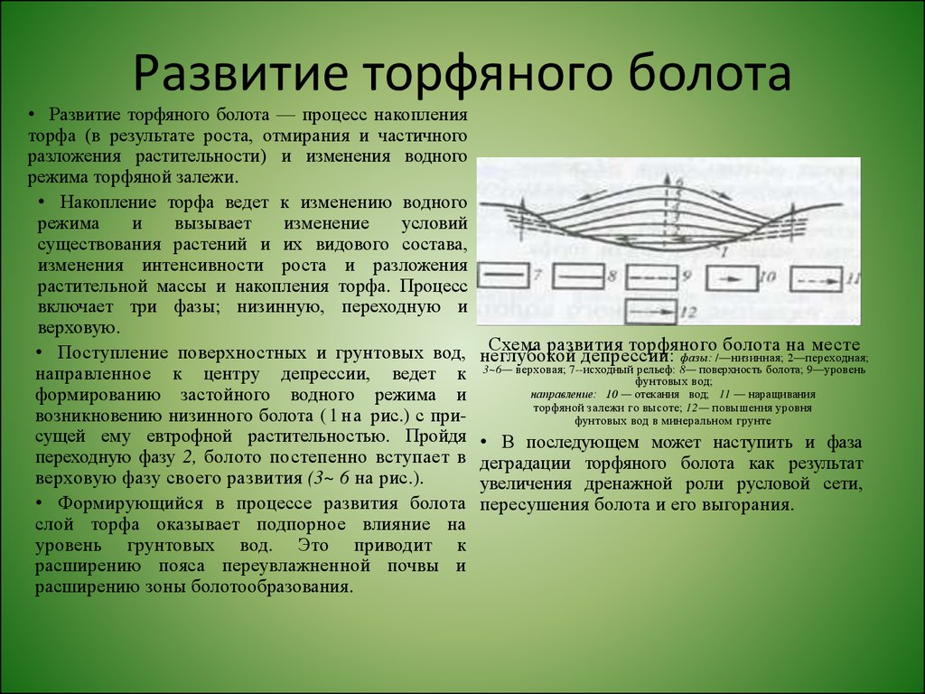 Наибольшая глубина торфяных болот превышает 200 метров