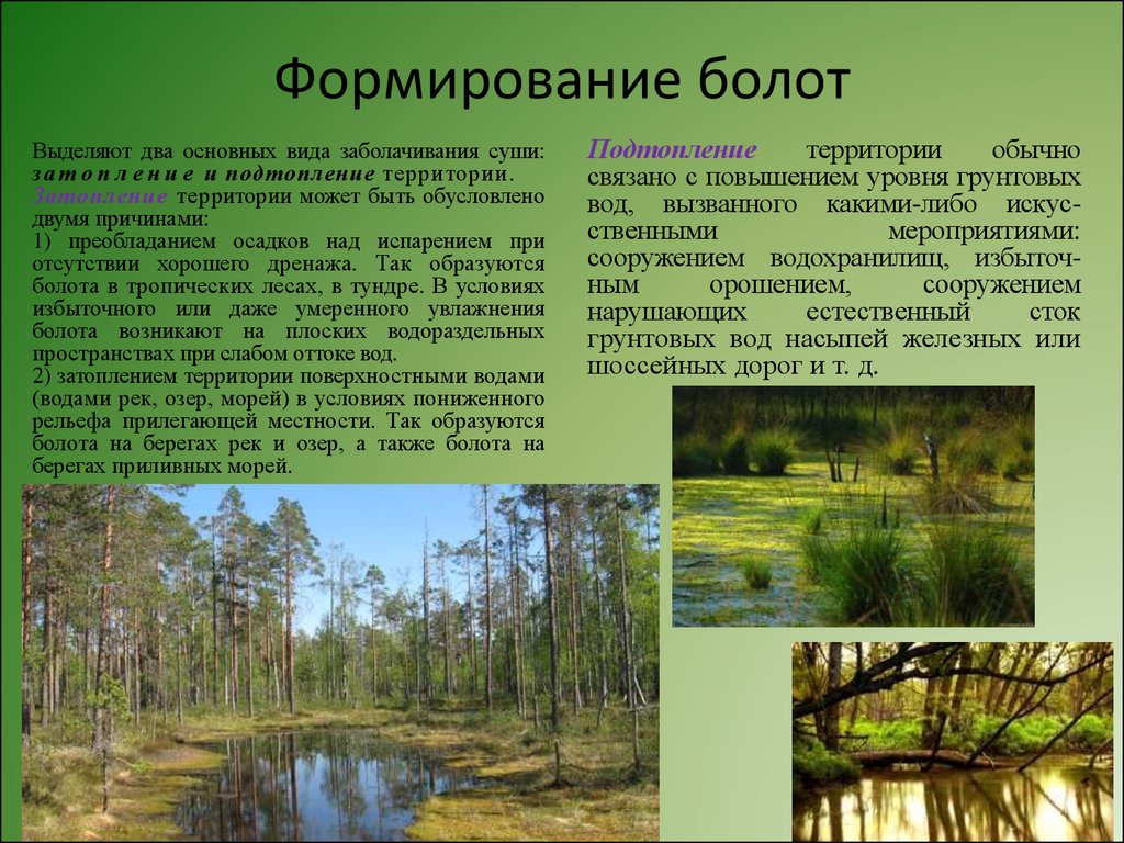 Чем отличается болото. Болото презентация. Болота доклад. Природные условия болота. Болота России доклад.