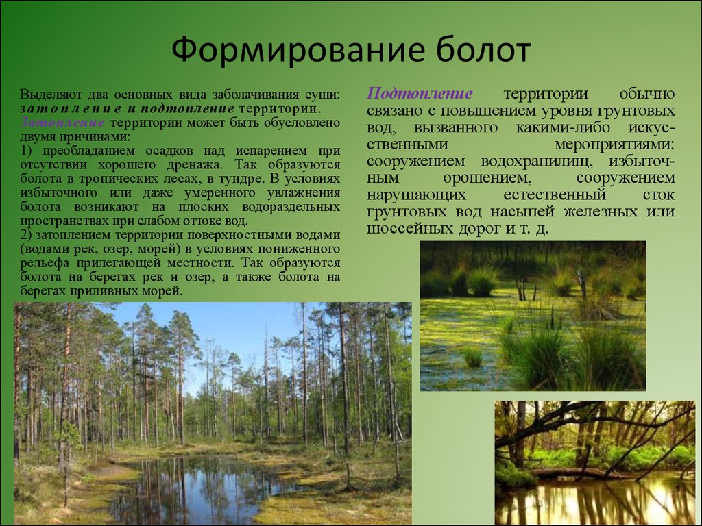 Виды болот. Болота это кратко. Болото презентация. Что такое болото кратко. Болота доклад.