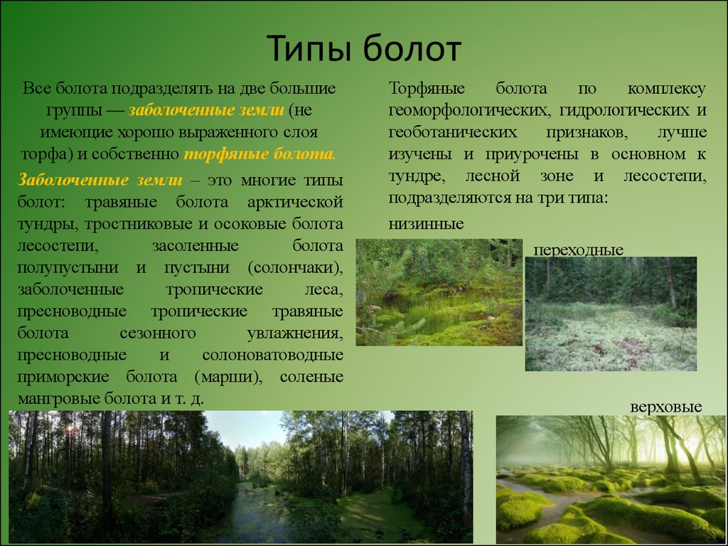 Экологическая группа болот. Болота доклад. Типы болот. Доклад про болото. Болота и Заболоченные земли.