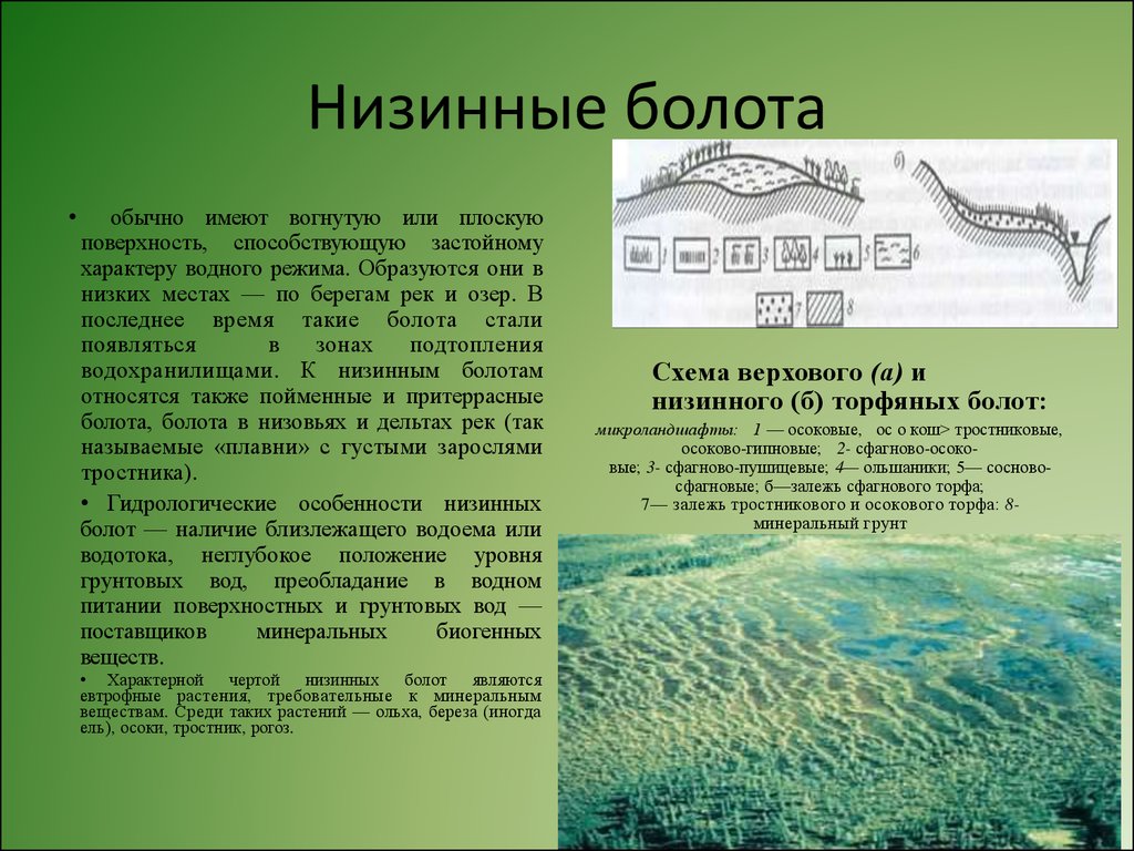 Первый тип болота. Низинные болота. Болота низинные болота. Особенности низинных болот. Низинные болота образуются.