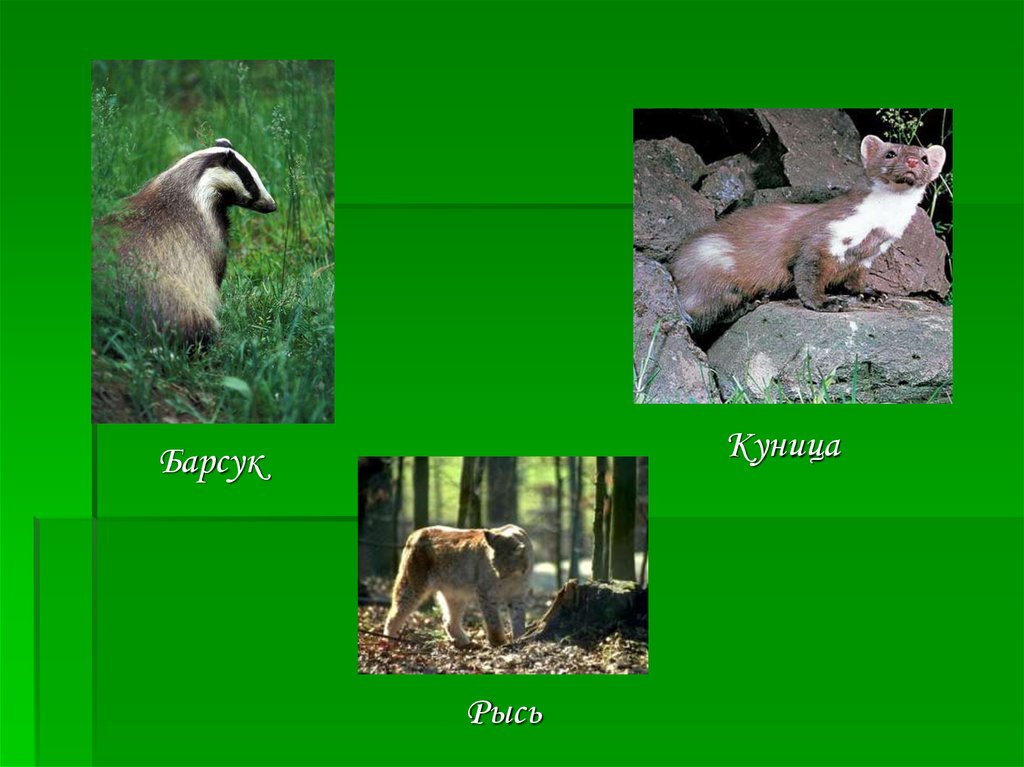 Барсук и куница. Барсук белодушкой. Куница роль в природе и жизни человека. Роль млекопитающих в природе.