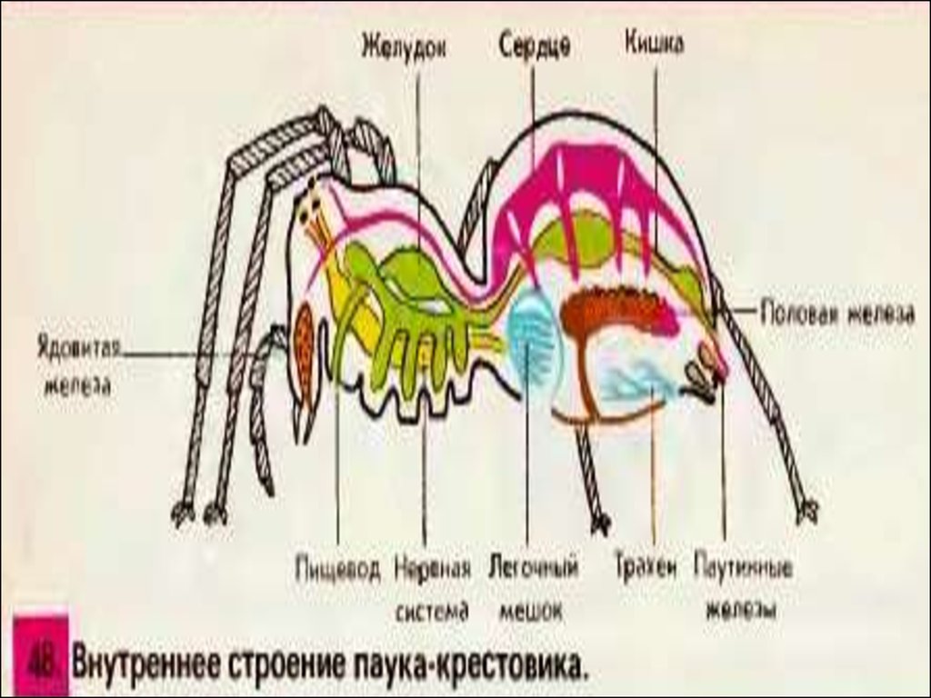 Строение паука рисунок с подписями