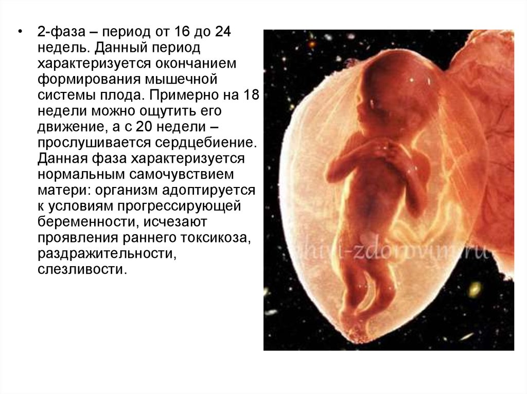 Данный период. Плодный период развития. Внутриутробное развитие. Внутриутробное развитие плода. Внутриутробное развитие мышечной системы.