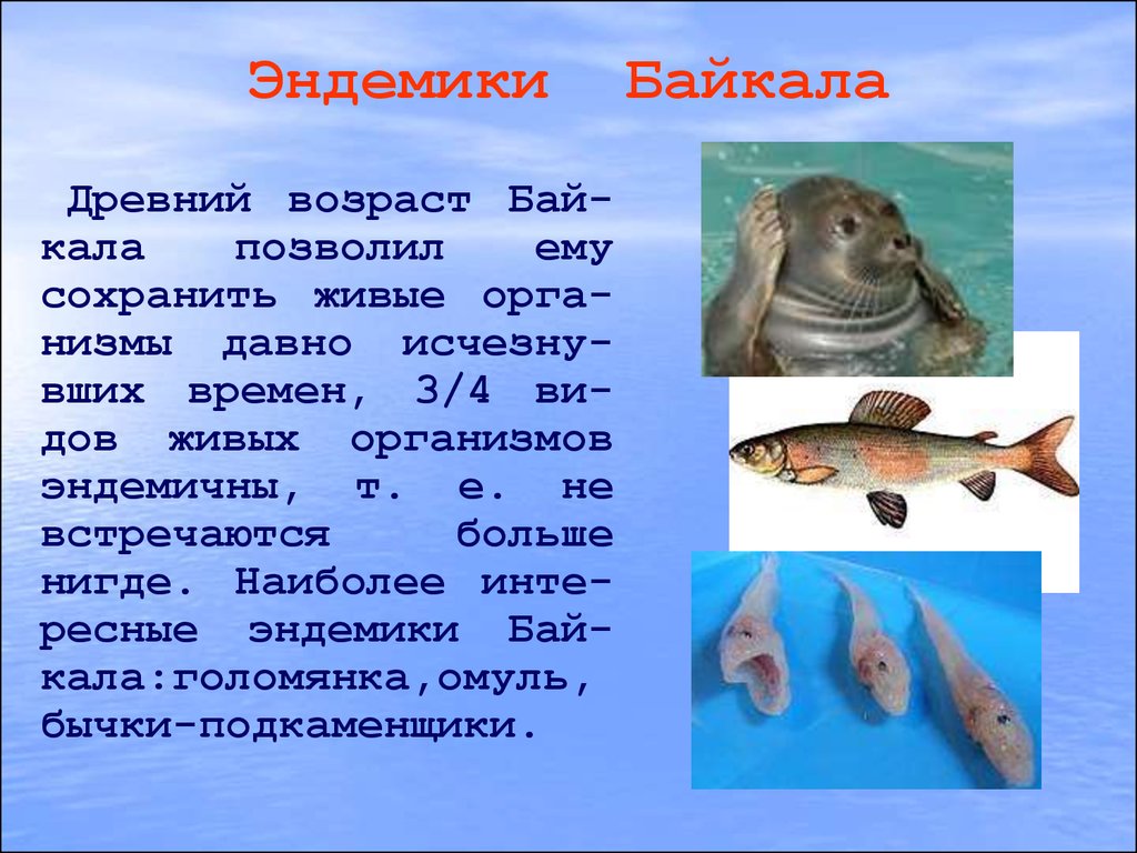 Какие животные озера байкал разрываются на части. Эндемики озера Байкал. Обитатели эндемики озера Байкал. Рыба эндемик озера Байкал. Эндомики озира Байкала.