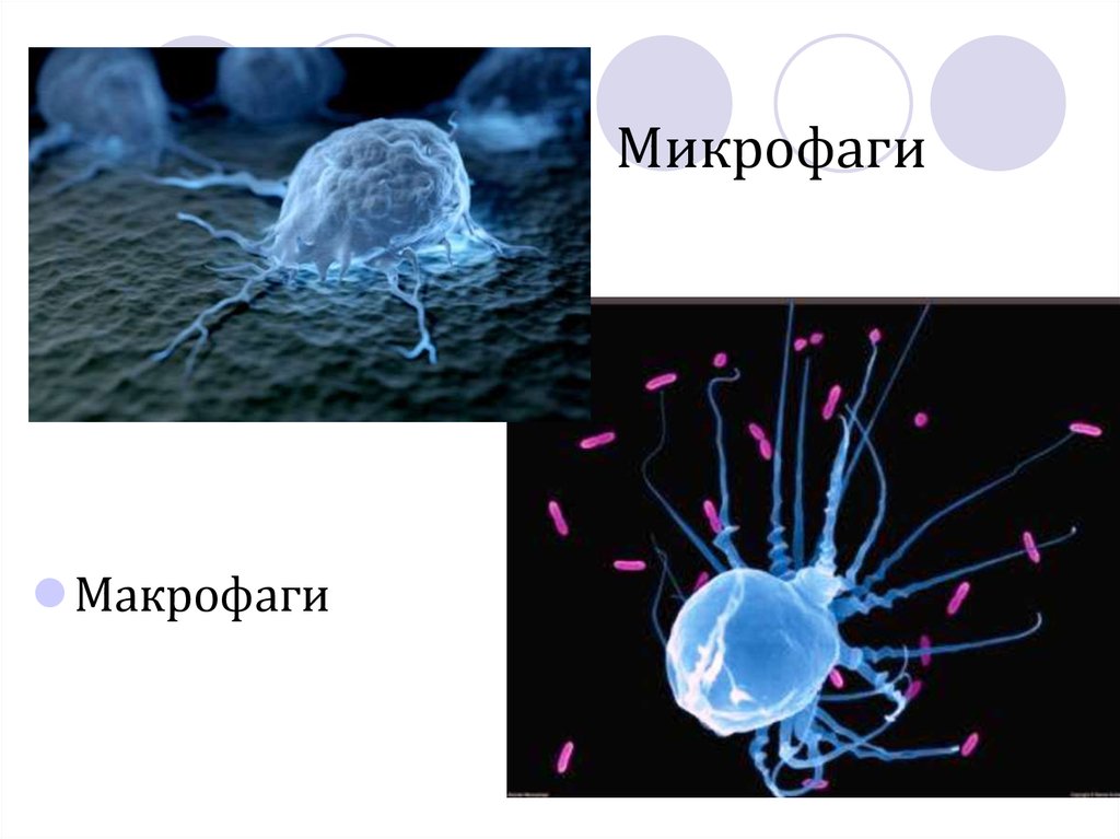 Макрофаги 1 3