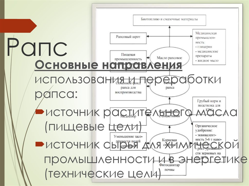 Бизнес план по производству рапса