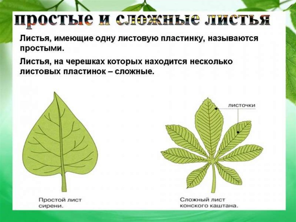 Простые листья могут быть. Чем сложный лист отличается от простого. Строение сложного листа. Простой и сложный лист различия. Сложные листья.