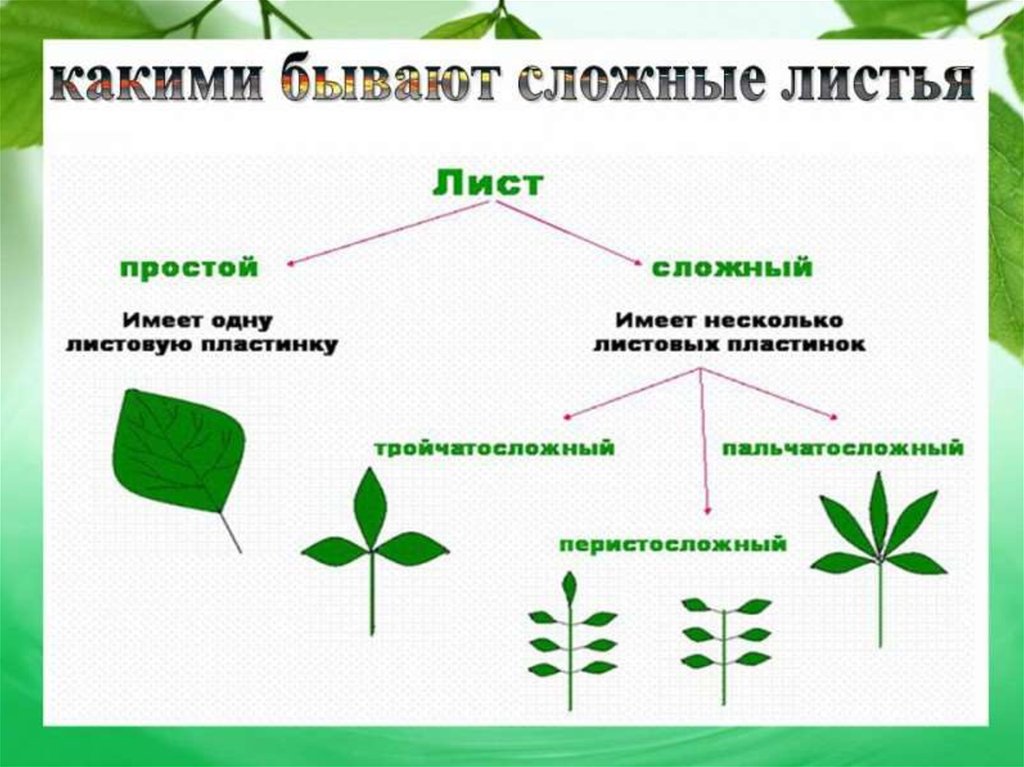 Лист биология 6 класс кратко. Лист для презентации. Строение простого и сложного листа. Внешнее строение простого и сложного листа. Проект на тему лист.