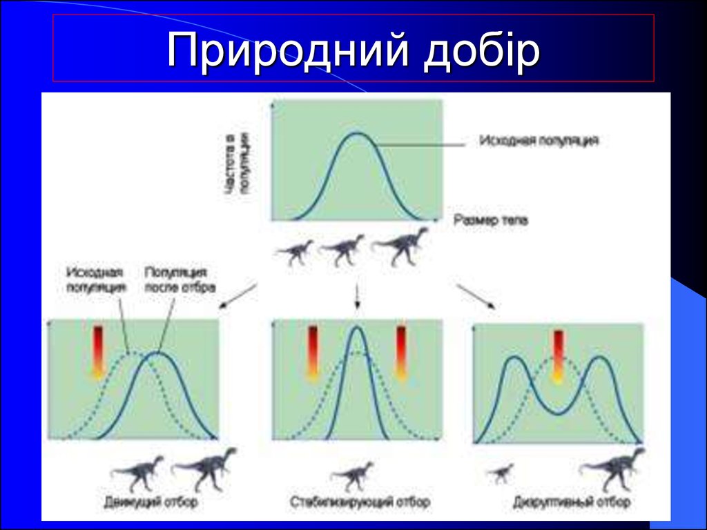 Диаграммы форм естественного отбора