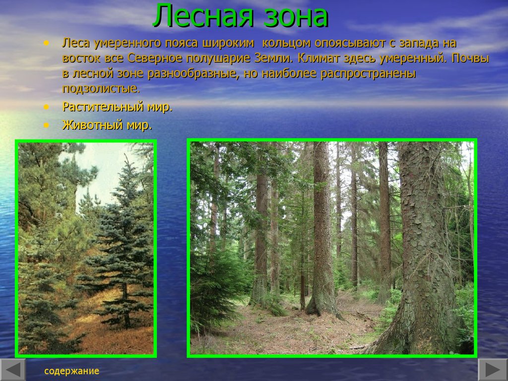 Лесная зона большую часть климатического пояса. Растительный мир Лесной зоны. Природная зона лесов. Презентация на тему природные зоны. Леса умеренного пояса.