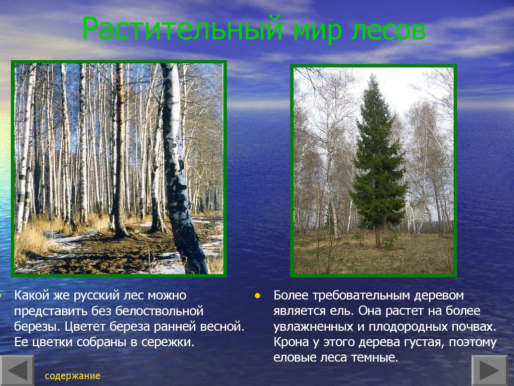 Где растет береза в какой природной зоне. Береза природная зона. Презентация русский лес. Береза в какой природной зоне растет. Карликовая береза природная зона.