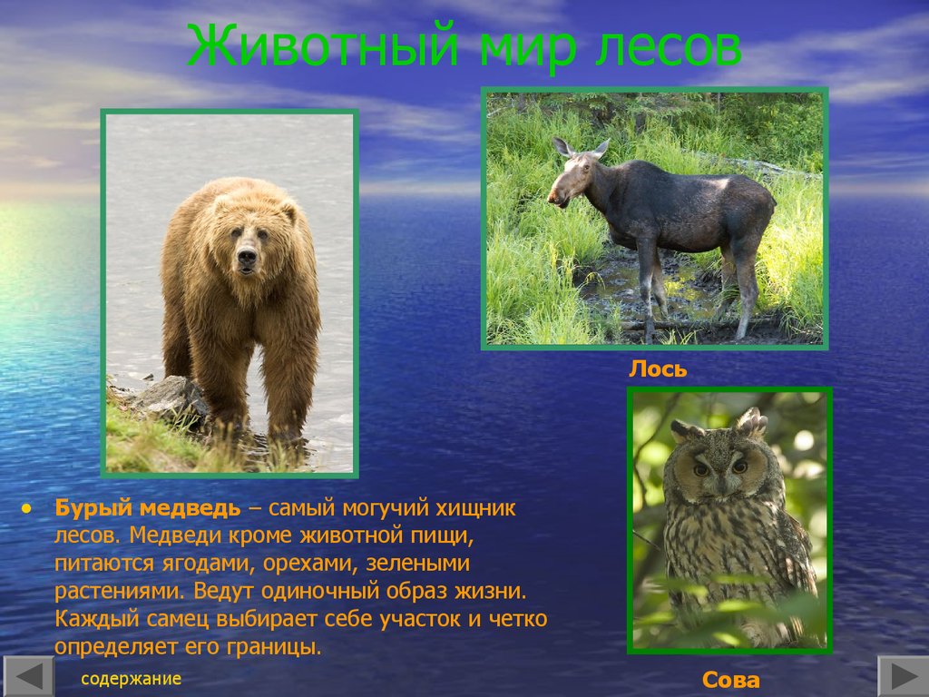 В каких природных зонах живет бурый медведь. Бурый медведь природная зона. Одиночный образ жизни животных. Интересные растения или животные лесных зон. Зеленые страницы животные лесных зон.