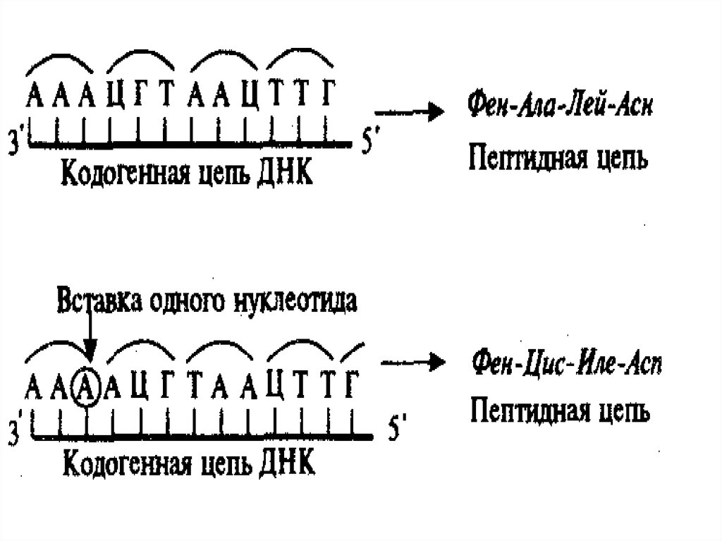 Матричная цепь днк. Кодогенная цепь. Кодогенная ДНК. Кодогенная и матричная цепь ДНК. Кодогенная спираль ДНК это.