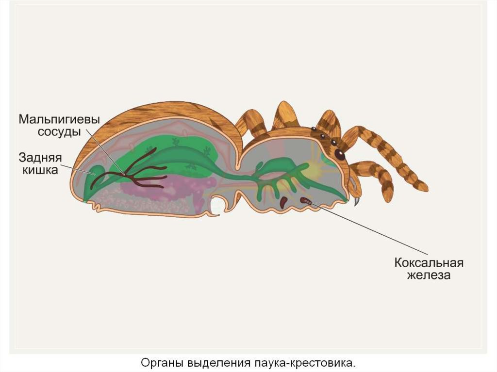 Пищеварительная система насекомых. Выделительная система паука. Выделительная система членистоногих. Выделительная система паукообразных. Мальпигиевы сосуды у паукообразных.