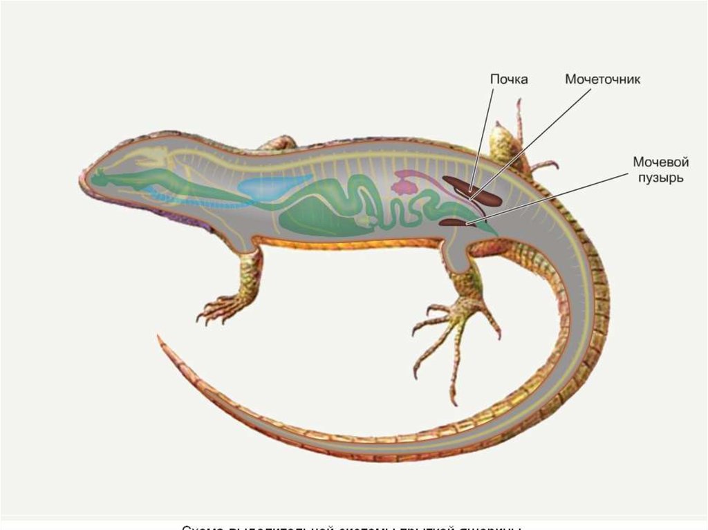 Внутреннее строение ящерицы рисунок