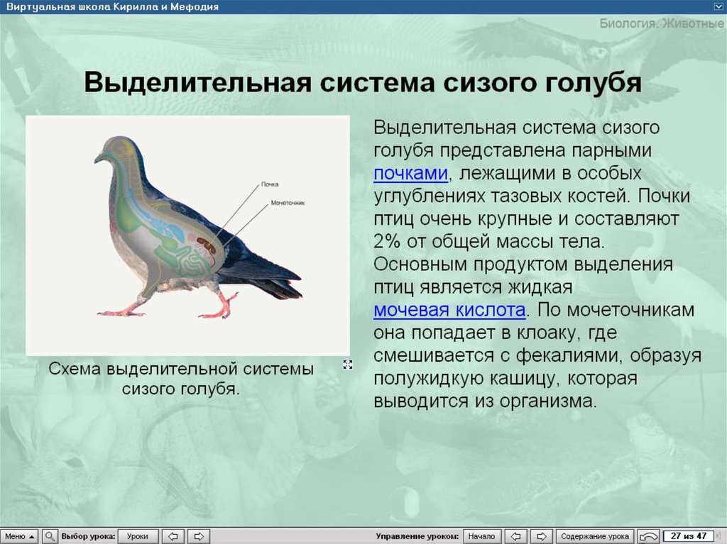 Особенности строения органов размножения птицы. Выделительная система птиц 7 класс биология. Характеристика выделительной системы птиц. Выделительная система птиц в птице. Выделительная система голубя.