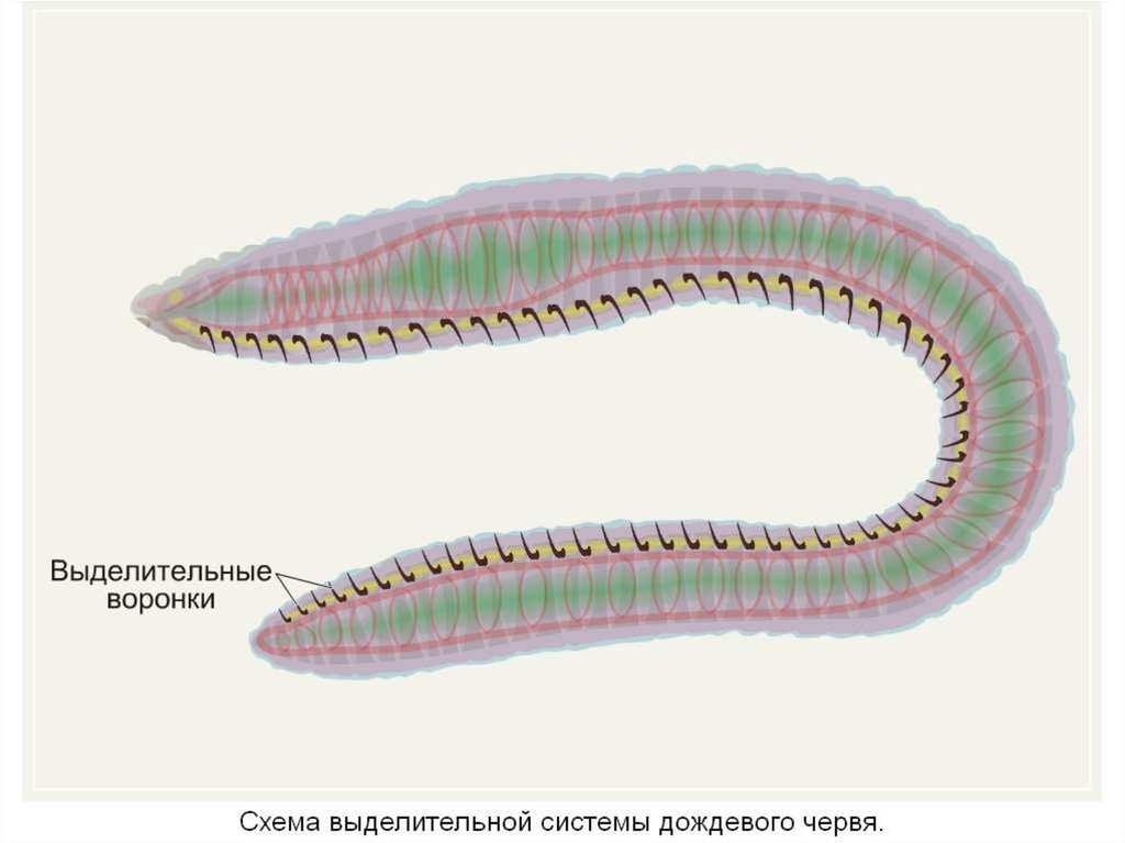 Дыхание дождевого червя. Выделительная система круглыхрвей. Выделительная круглых червей. Нервная система круглых червей и кольчатых червей. Выделительная система дождевого червя.