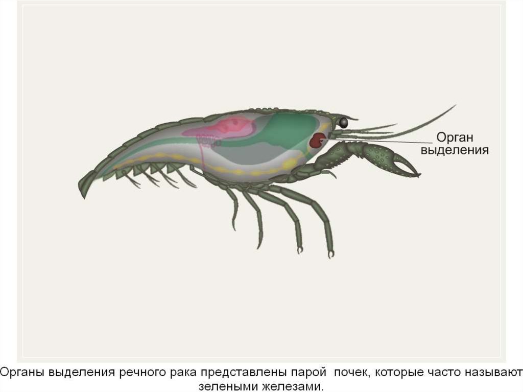 Речной рак выделение