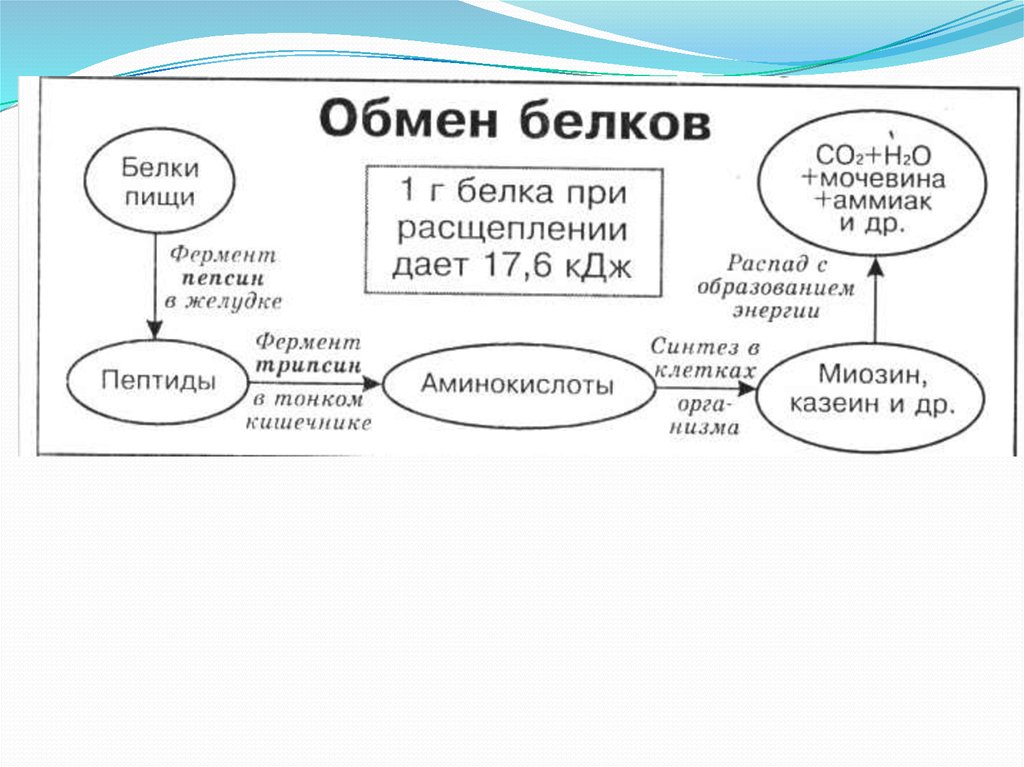 Схема обмена белков в организме человека