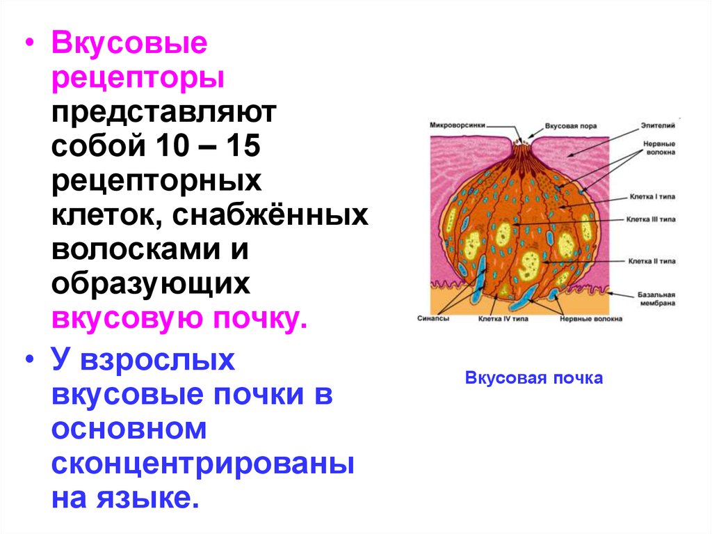 Вкусовая почка. Вкусовая почка структура Рецептор. Вкусовые рецепторные клетки это. Рецепторные клетки вкусовой почки. Вкусовые почки с рецепторами.