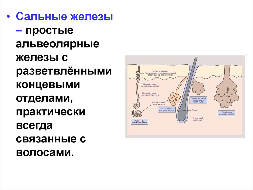 Отделы железы. Сальные железы альвеолярные. Концевые отделы сальных желез. Сальные железы простые. Простая альвеолярная железа.