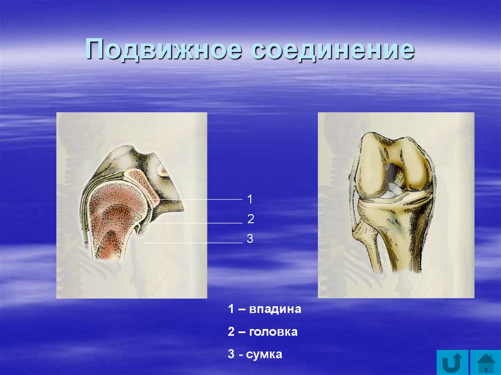 Подвижное соединение. Вертужная впадина и головка. ￼ 1) впадина 2) сумка. Подвижные черви 3 головки.