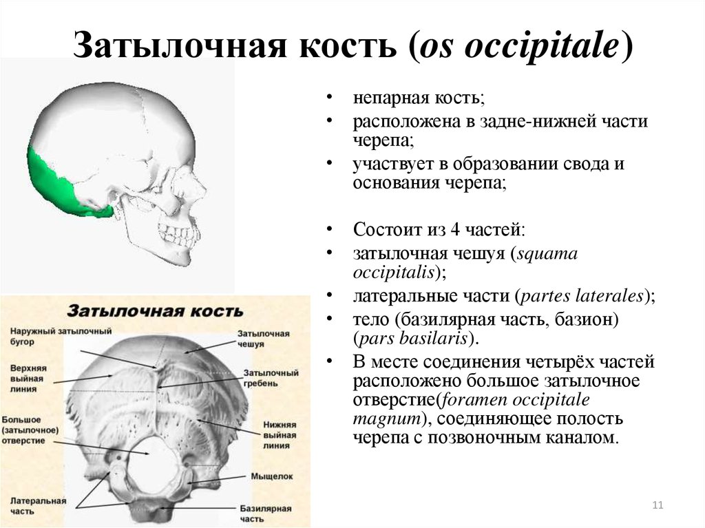 Части затылка. Характеристика затылочной кости. Кости головы анатомия затылочная кость. Строение костей черепа затылочная.