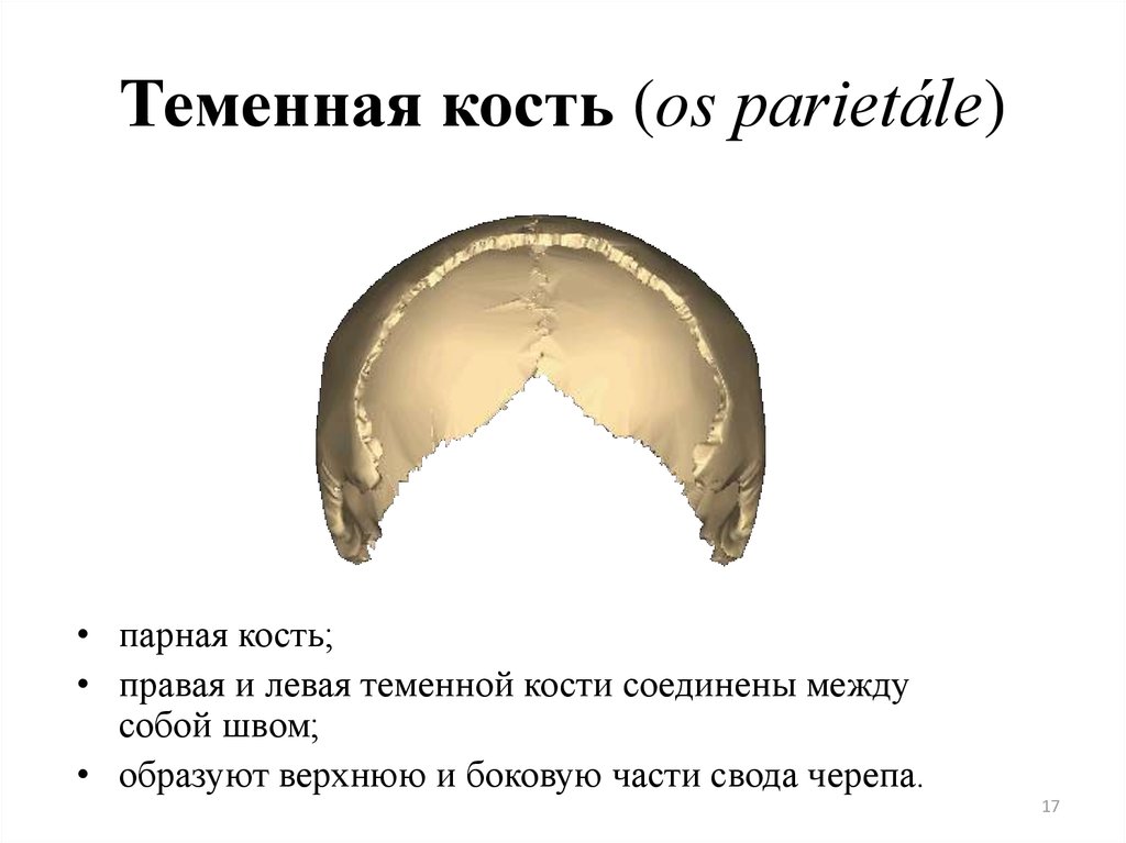 Парная кость. Теменная кость правая и левая. Теменная кость парная. Правая теменная кость. Левой теменной кости.