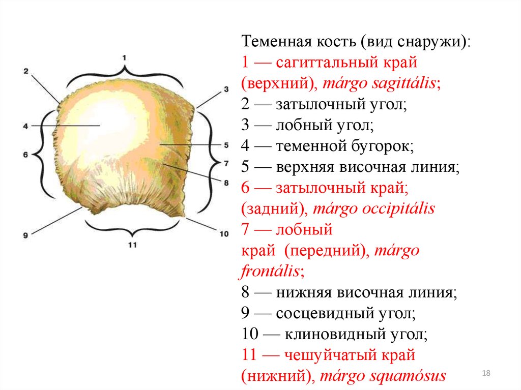 Теменная кость отдел. Строение теменной кости черепа. Теменная кость анатомия строение. Теменная кость черепа анатомия. Левая теменная кость наружная поверхность.