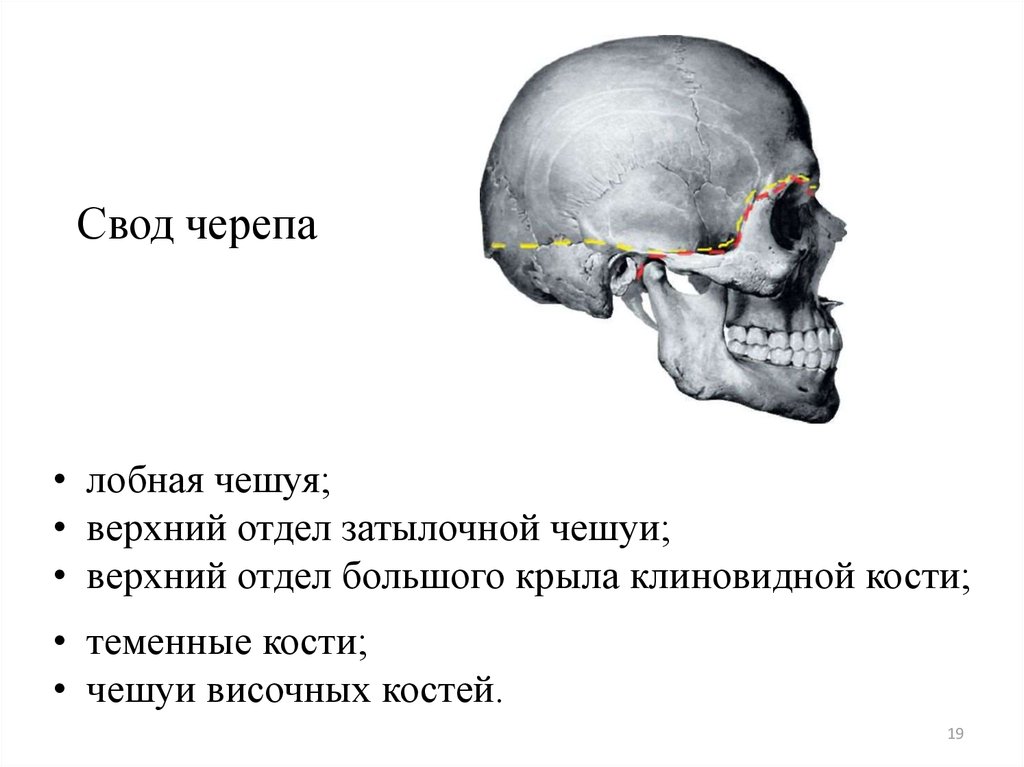 Мозговая лицевая часть черепа. Кости, образующие свод мозгового черепа. Свод (крыша) мозгового черепа; кости, его образующие.. Кости свода мозгового отдела черепа. Кости свода и основания черепа анатомия.