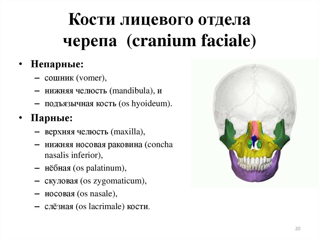 К какому отделу черепа относится скуловая кость. Парные кости лицевого отдела черепа. Череп отделы черепа кости лицевого черепа. Лицевой отдел кости парные и непарные кости. Парные и непарные кости лицевого отдела черепа.