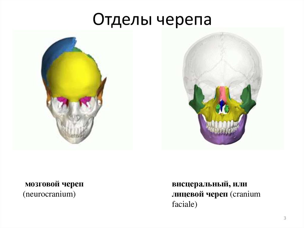 Швы мозгового отдела черепа