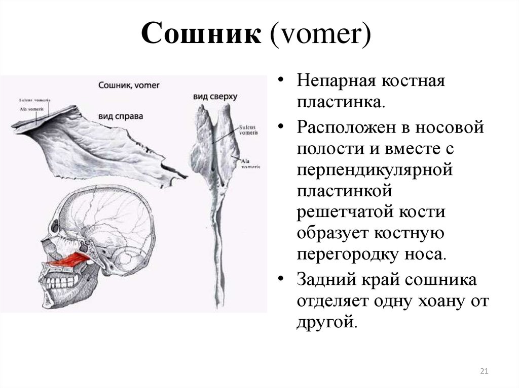 Где сошников. Сошник кость строение. Строение черепа сошник. Сошник кость черепа анатомия. Сошник анатомия строение.