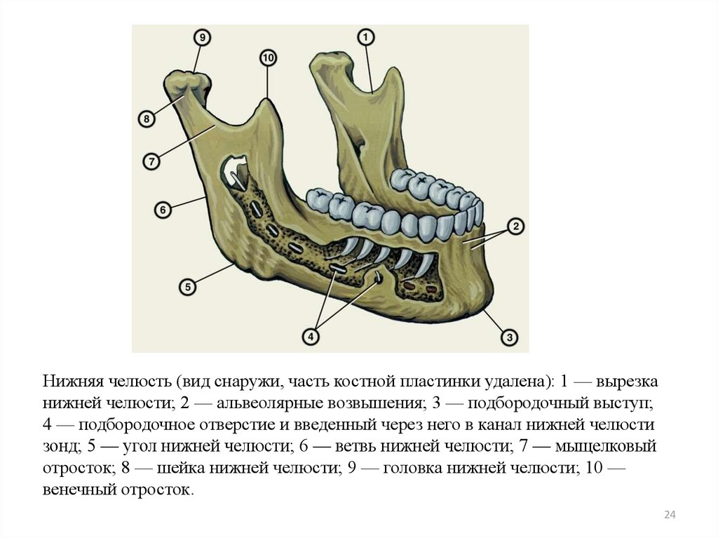 Отдел скелета челюсти. Нижняя челюсть вид справа и спереди. Альвеолярный отросток нижней челюсти анатомия. Отверстия нижней челюсти анатомия. Нижняя челюсть вид сбоку рисунок.