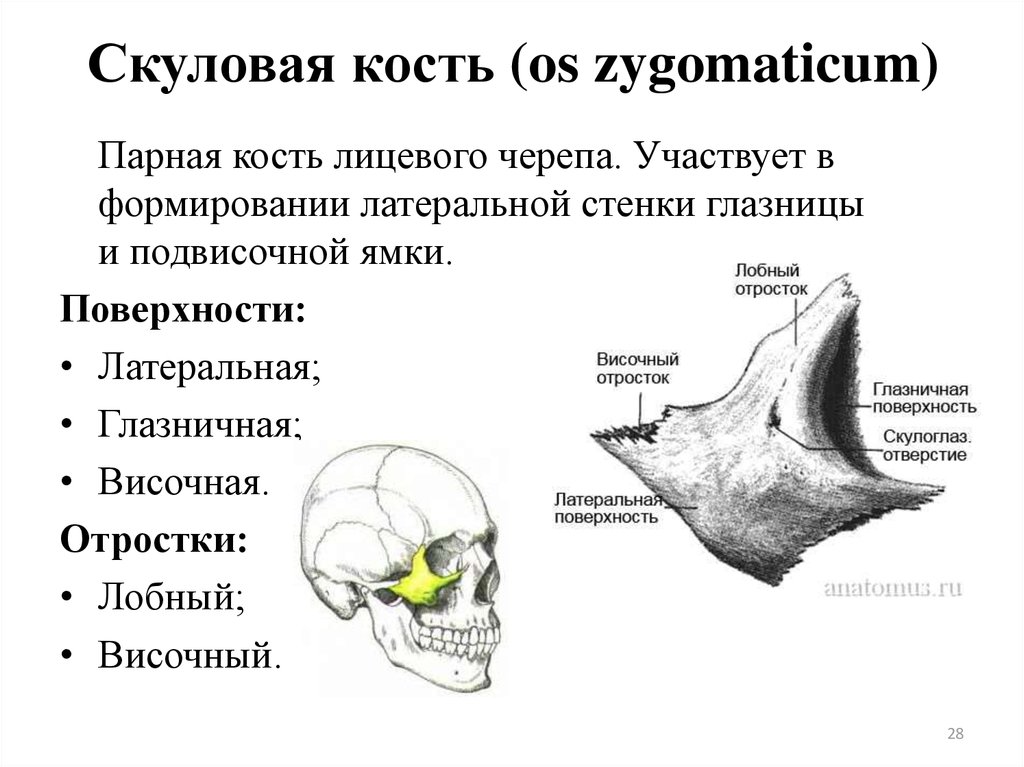 Скуловая и теменные кости. Скуловая кость, анатомические структуры.. Анатомия скуловой кости черепа. Скуловая кость черепа человека. Скуловая кость черепа анатомия.