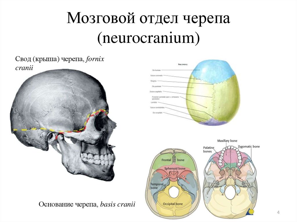 Мозговое основание черепа. Свод и основание мозгового отдела черепа. Кости основания мозгового черепа. Кости мозгового отдела черепа кости основания. Кости, образующие свод мозгового черепа.