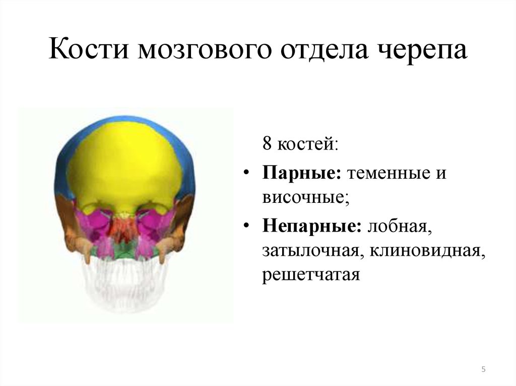 Состав кости черепа. Отделы черепа. Кости мозгового отдела. Парные кости мозгового отдела черепа. Непарные кости мозгового отдела черепа. Парные и непарные кости мозгового отдела черепа.