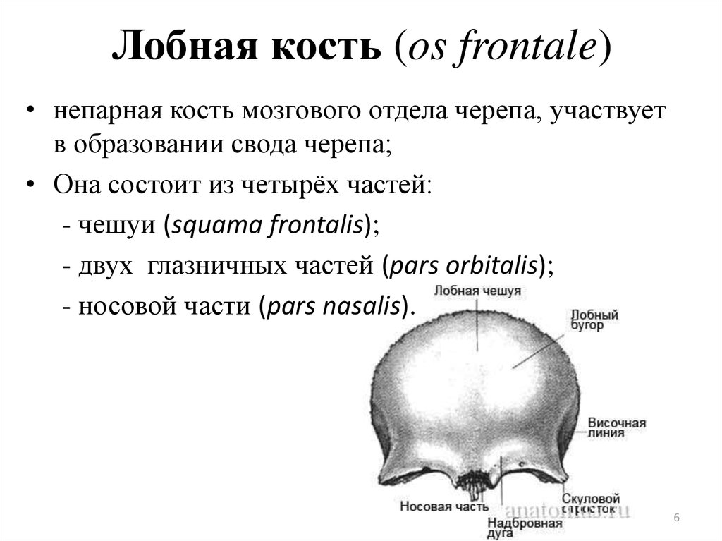 Лобная отдел скелета. Кости черепа лобная кость анатомия. Лобная кость ее части их строение. Строение лобной кости черепа. Лобная кость черепа анатомия человека.