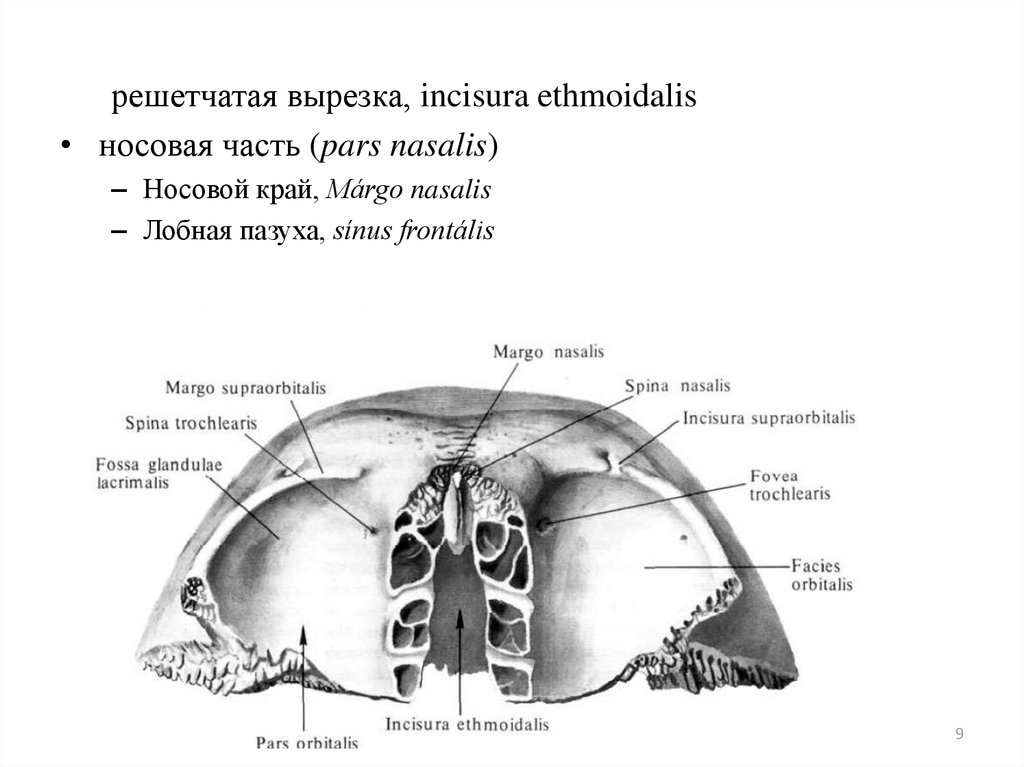 Лобные латынь. Incisura Nasalis frontalis. Лобная кость анатомия строение. Решетчатая вырезка. Лобная кость Апертура.
