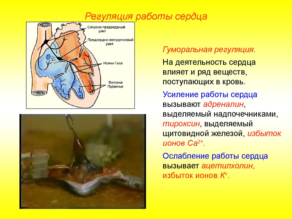 Работу сердца усиливают. Влияние адреналина на деятельность сердца. Гуморальная регуляция деятельности сердца лягушки. Деятельность сердца усиливают. Усиление сердечной деятельности.