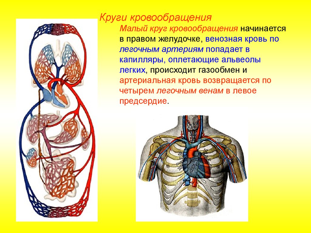 Какая кровь содержится в левой части сердца. Малый круг кровообращения начинается аортой. Большой круг кровообращения. Круг кровообращения начинается. Большой круг кровообращ.