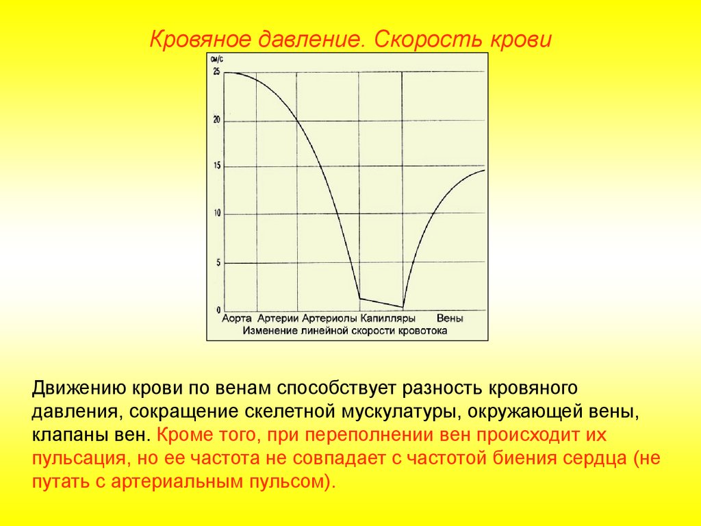 Скорость вены. Графики изменения давления и скорости движения крови. График изменения давления крови. Графики изменения давления и скорости движения крови и их описание. Скорость движения крови в аорте.