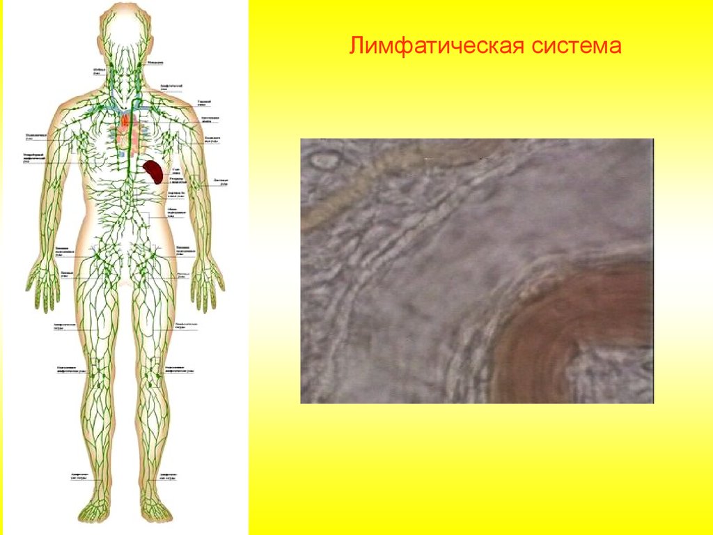 Лимфатической системы рисунок - 86 фото