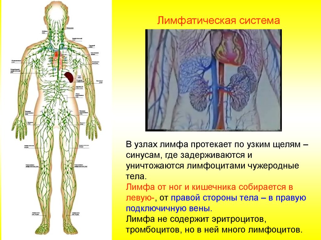 Что поможет лимфе. Закономерности движения лимфы. Нарушение лимфообращения. Кровообращение и лимфообращение. Лимфообращение кратко.