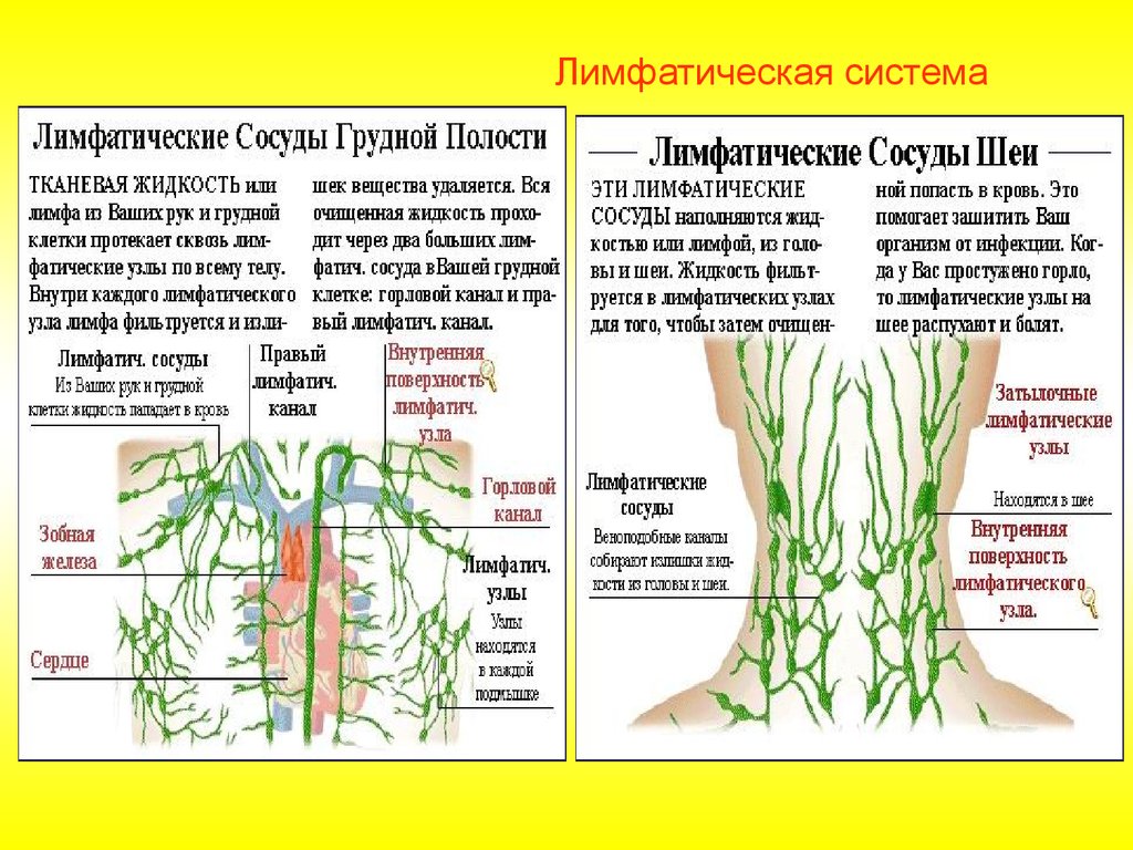 Крупные лимфатические сосуды